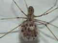 Holocnemus pluchei